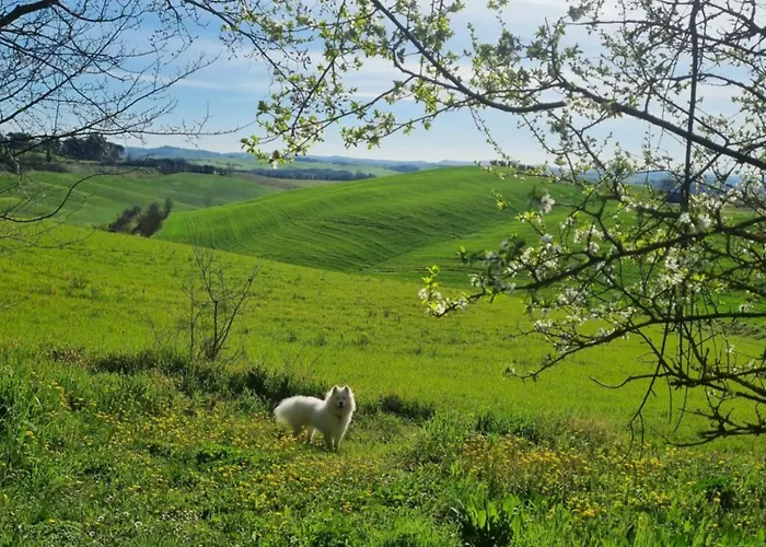 Gli Ulivi Di 2 Holiday home Siena